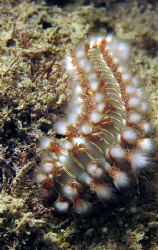 Fireworm at Cerro Gordo, Puerto Rico.  Taken with Canon G7. by Juan Torres 